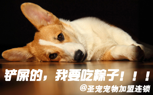 端午佳节,狗狗也能吃美味的粽子吗?