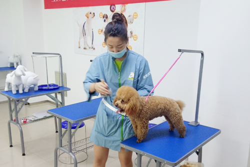 呈伴宠物常州分校第2期学员洗澡实操