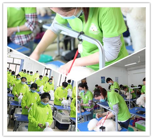 学宠物美容到呈伴培训学校,究竟可以收获什么?