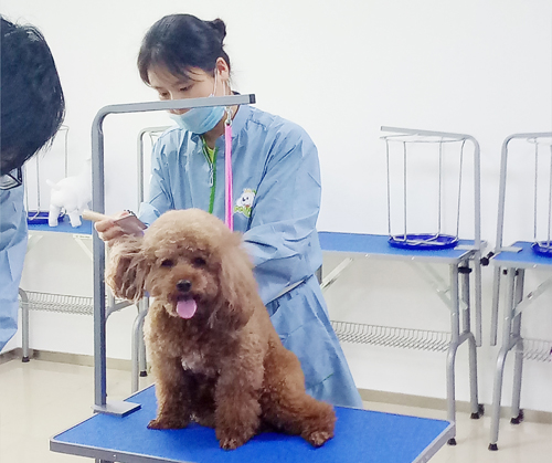 呈伴宠物常州分校第2期学员洗澡实操