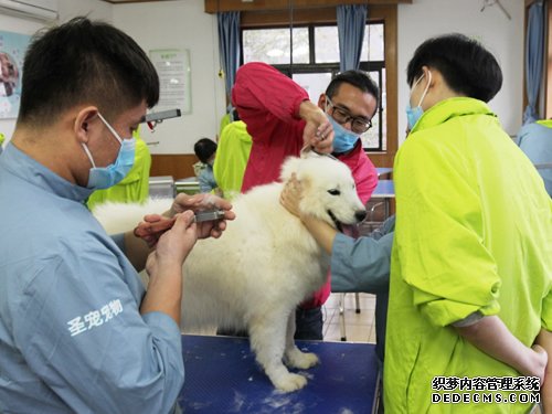 呈伴46期萨摩耶美容实操课