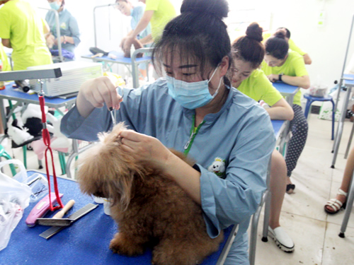 呈伴42期美容班洗澡美容实操课