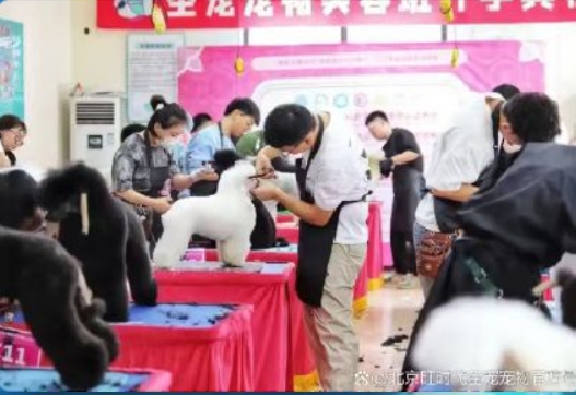 零基础学宠物美容难吗？呈伴宠物美容培训学校考证全攻略