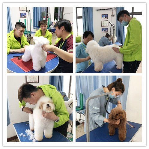 挥手告别首届B级班的呈伴宠美师