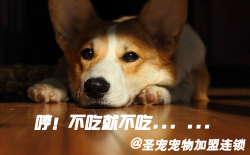 端午佳节,狗狗也能吃美味的粽子吗?