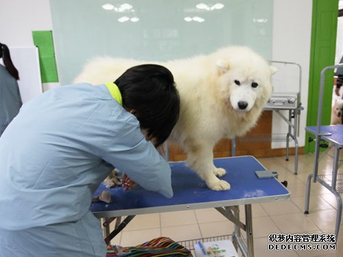 呈伴46期萨摩耶美容实操课