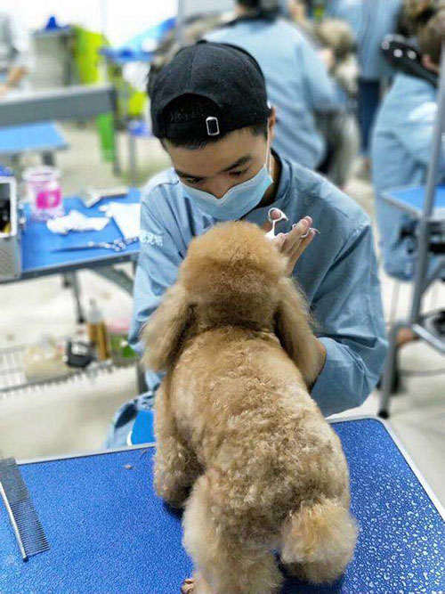 学习宠物美容简单吗?