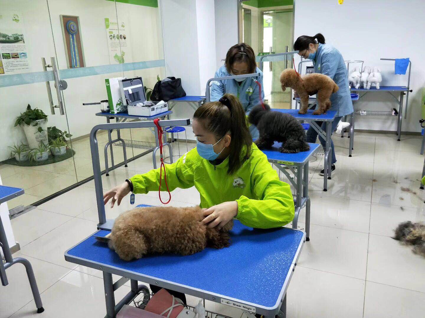 学习宠物美容难吗