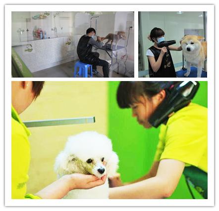 学宠物美容到呈伴培训学校,究竟可以收获什么?