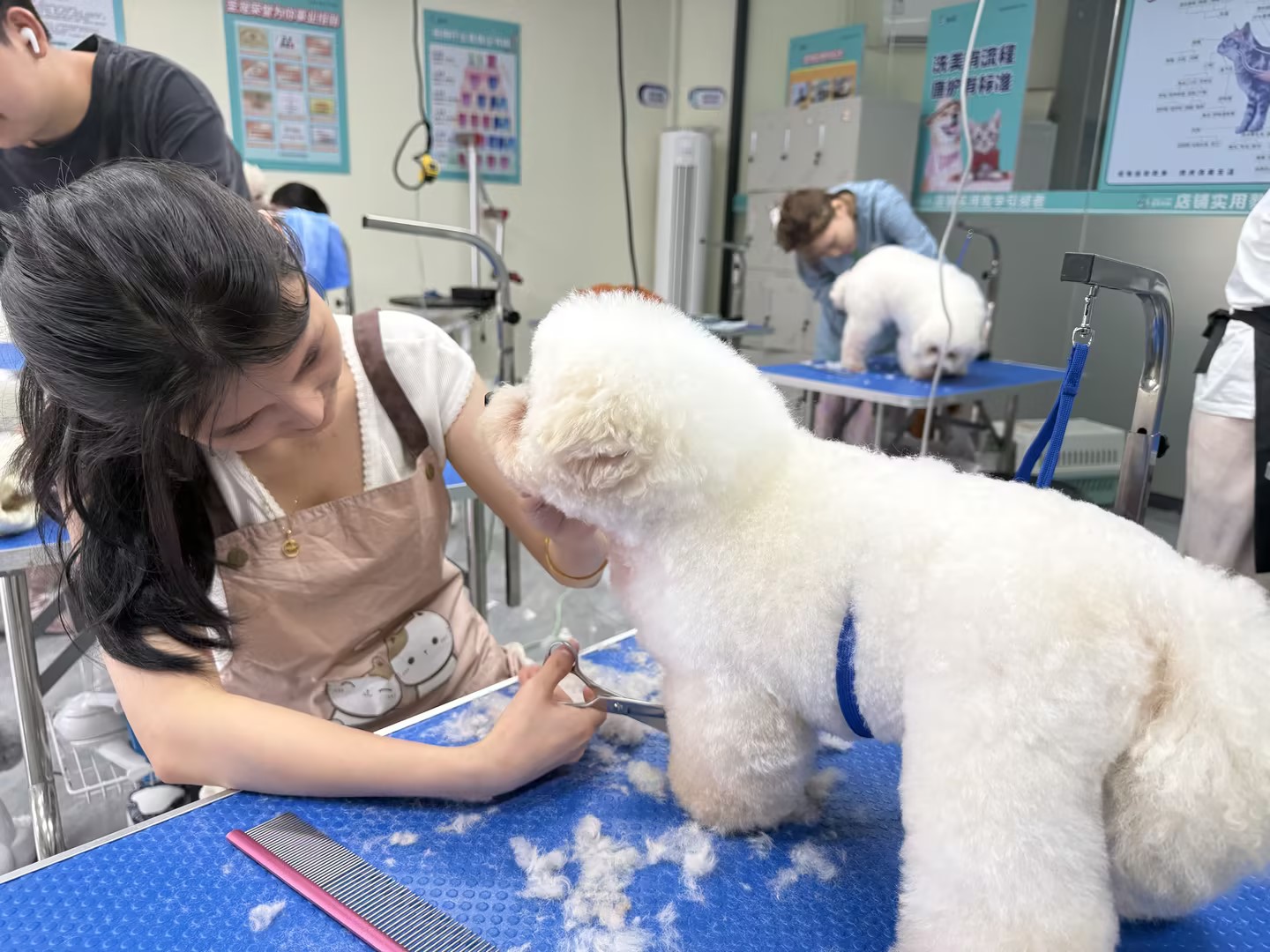 宠物美容培训学校哪家好？从办学资质看呈伴的13年深耕之路