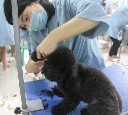 学习宠物美容一般要多久,好不好学?
