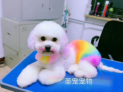 为什么学习宠物美容一定要去学校?