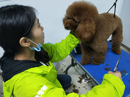 中国哪家宠物美容培训学校排行高