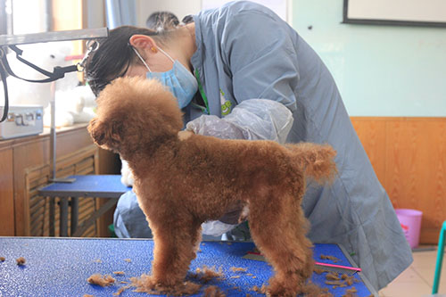 去呈伴宠物美容学校能学到好技术吗