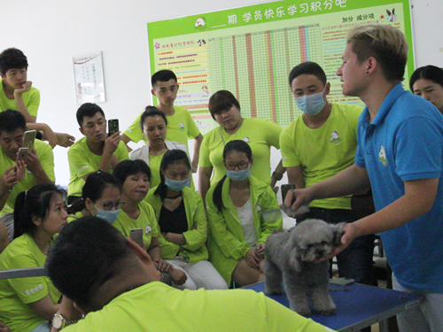 呈伴42期美容班泰迪犬示范课