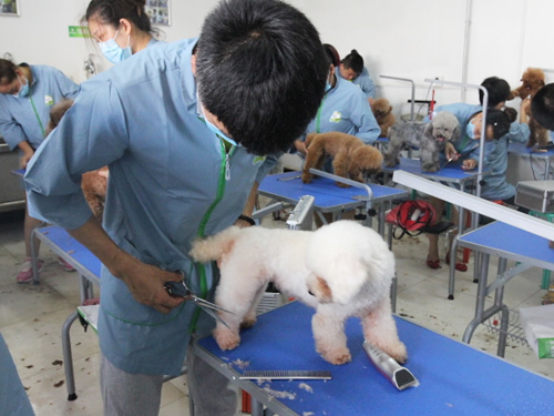 呈伴42期美容班泰迪犬美容实操课