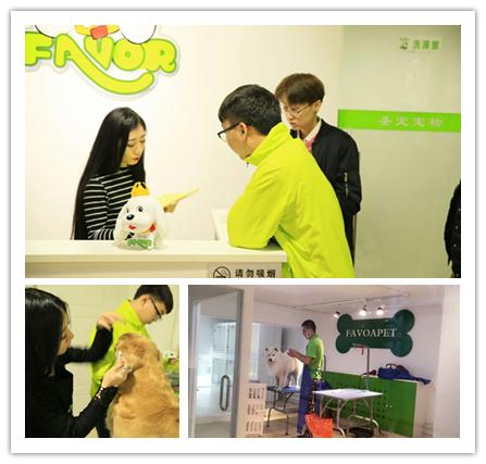 学宠物美容到呈伴培训学校,究竟可以收获什么?