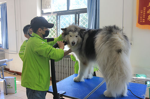 宠物美容师哪里培训的好