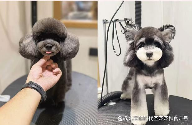 学宠物美容要多久？呈伴宠物2.5月路径实测，零基础必看