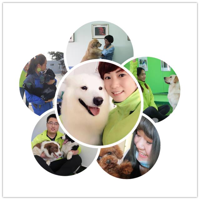 学宠物美容到呈伴培训学校,究竟可以收获什么?
