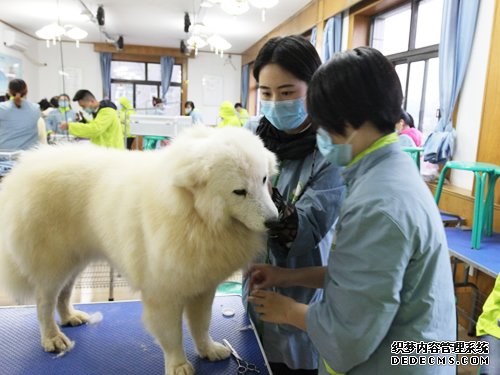 呈伴46期萨摩耶美容实操课