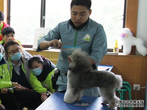 呈伴47期贵宾犬美容修剪示范课