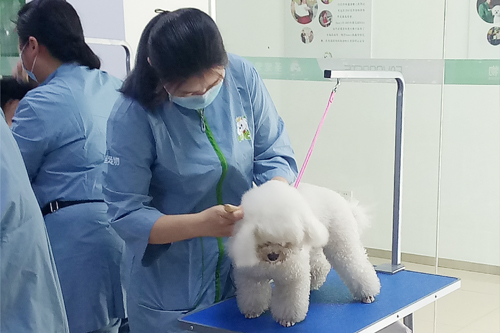 呈伴宠物常州分校第2期学员洗澡实操