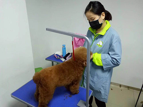 学习宠物美容一般要多久,好不好学?