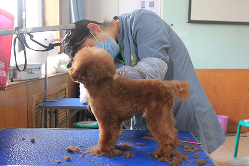 选择宠物美容学校需要实地考察吗