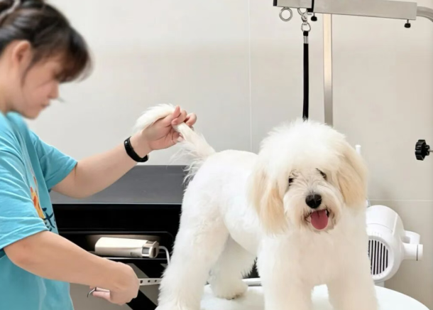 学宠物美容要多久？呈伴宠物2.5月路径实测，零基础必看
