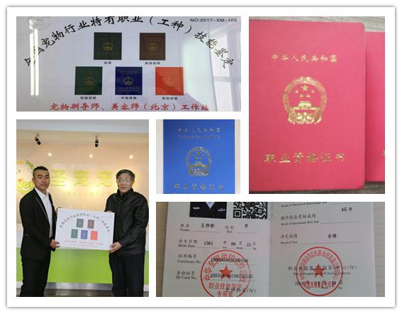 学宠物美容到呈伴培训学校,究竟可以收获什么?